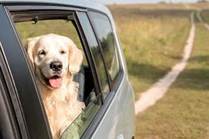 What Simoniz GlassCoat Covers